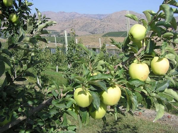 Columbia Valley Apples