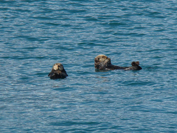 Sea Otters!