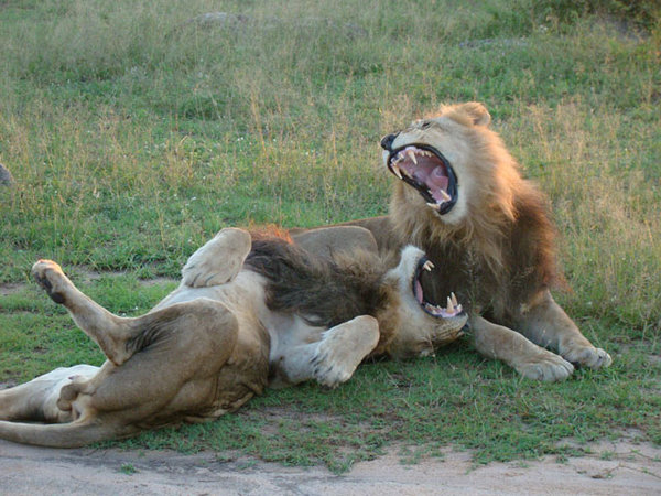 Lions Playing