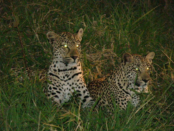 Leopards at Night