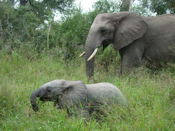 Mother and Baby Elephants