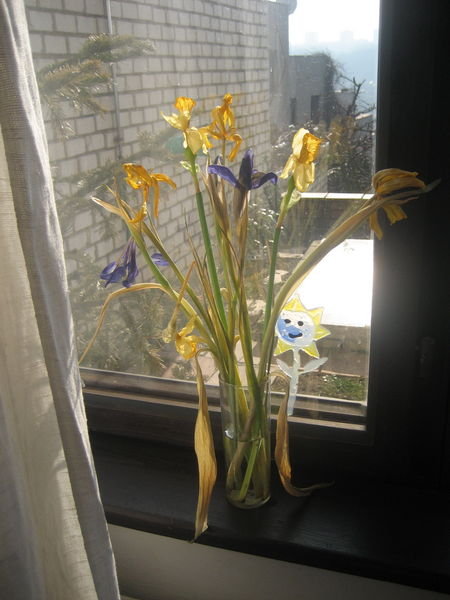 Flowers in sunny room. 