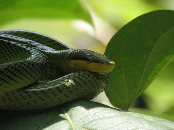 Gray-Tailed Racer