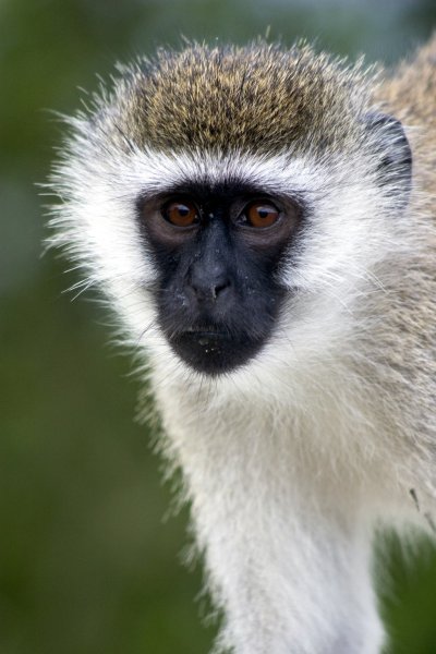 Black Faced Vervet Monkey | Photo