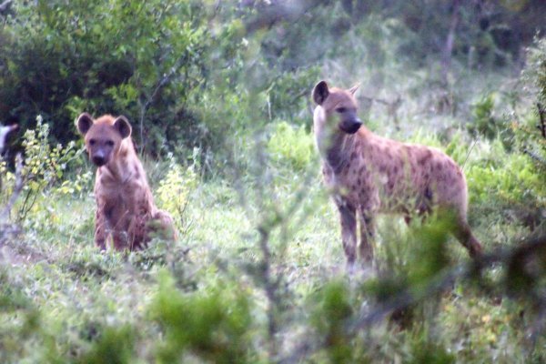Spotted Hyena's