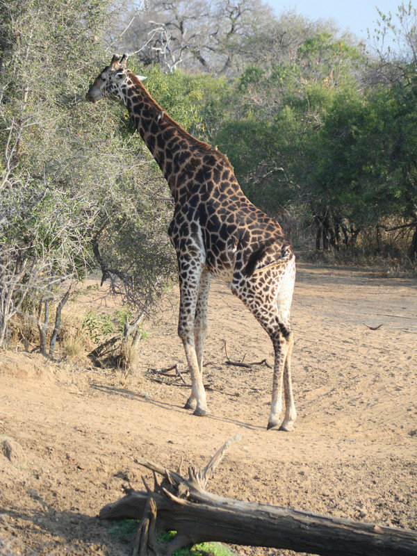 Kaapse giraffe  (Giraffa camelopardalis giraffa) 