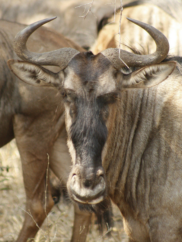 Gnoe of wildebeest (Connochaetes)