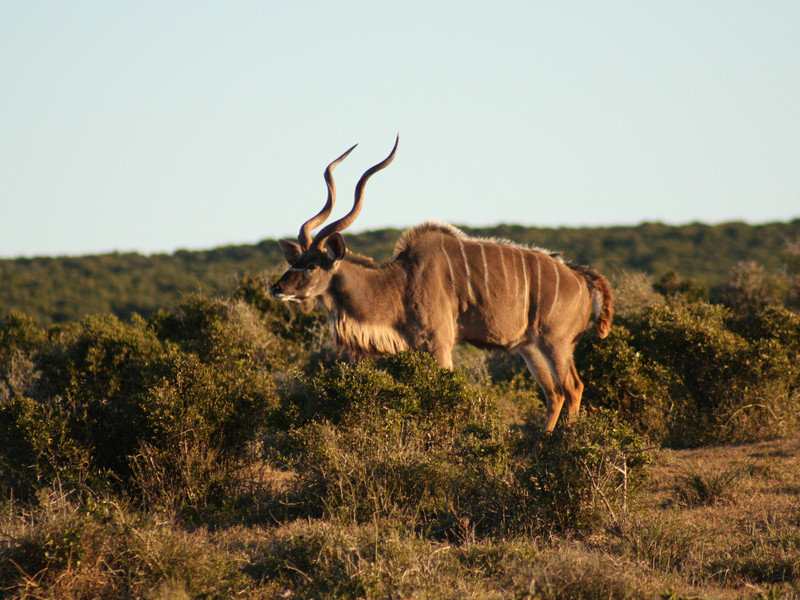 Grote koedoe (Tragelaphus strepsiceros)