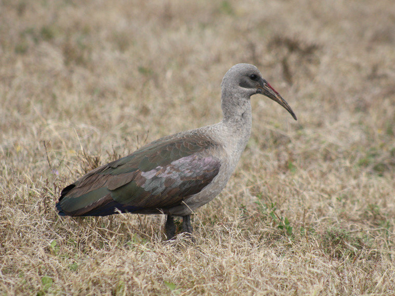 Hadeda-ibis (Bostrychia hagedash)