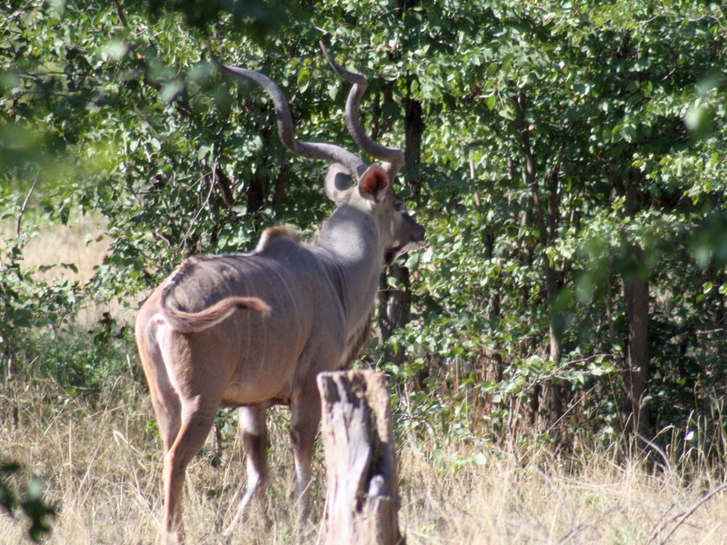 Mannetjes kudu