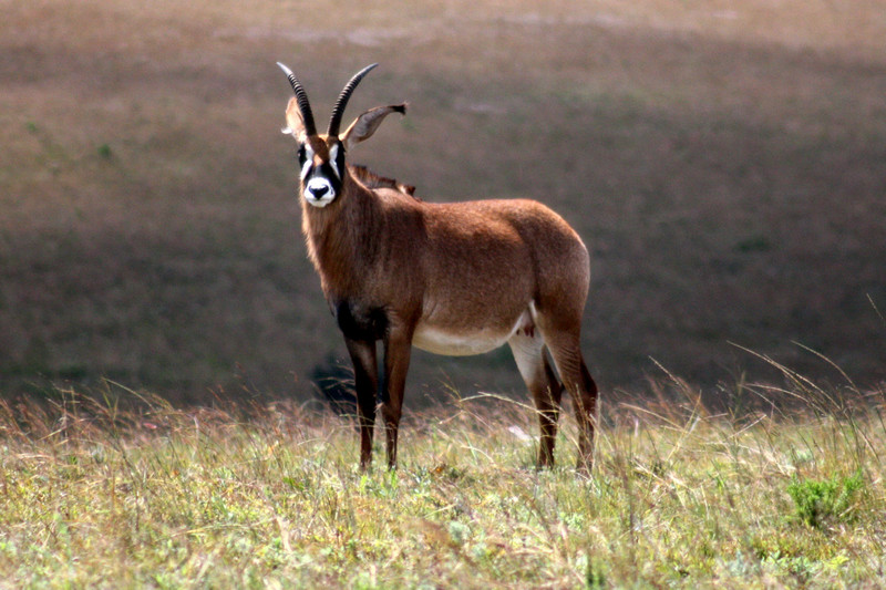 Roan-Antilope