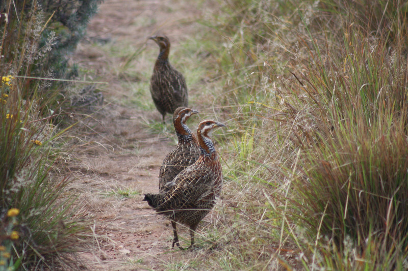 Red-Winged-Fancolin