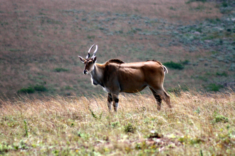 Eland (grootste antilope)