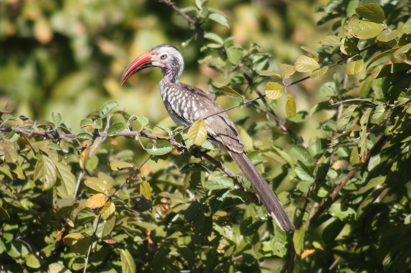 Southern-red-billed-hornbill