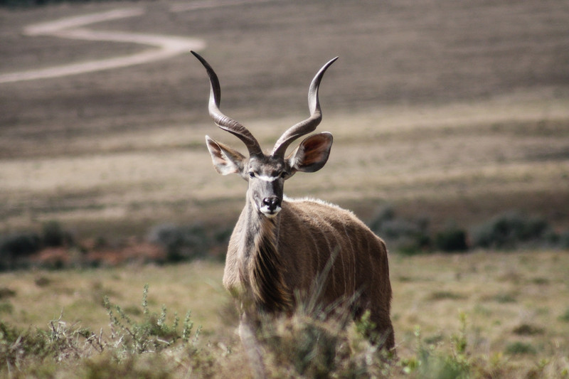 Mannetjes Kudu