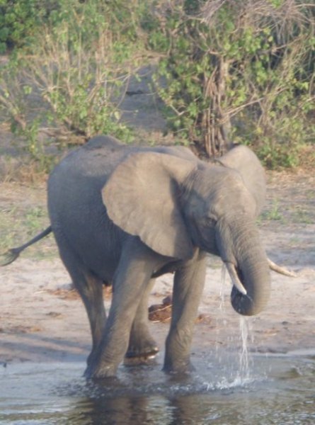 Chobe Elephant