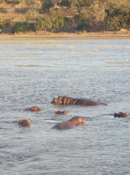 Chobe Hippos