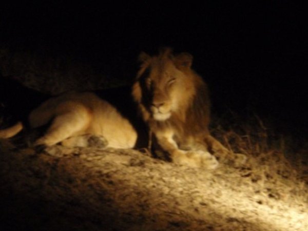 Kruger night drive
