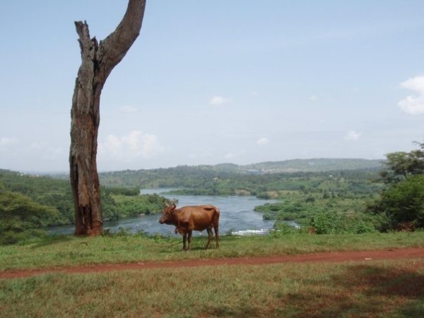 Nile Cow