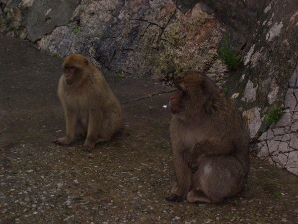 a "couple" of monkeys