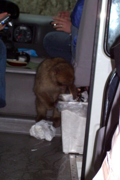the monkey that got into our bus