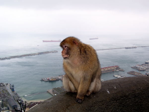 a monkey and Gibraltar