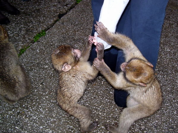 baby monkeys fighting for food
