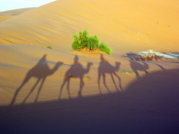 camel shadow pic