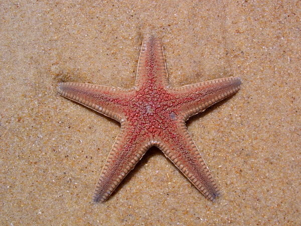 a washed up starfish