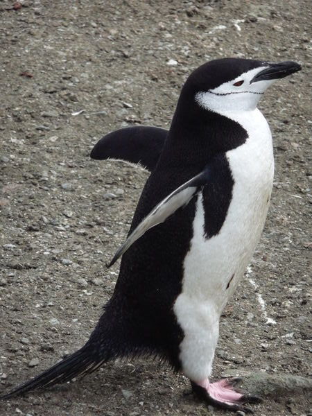 Chinstrap Penguin, Aitcho Islands