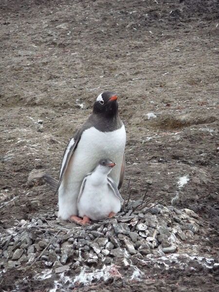 Gentoo penguin, with chick