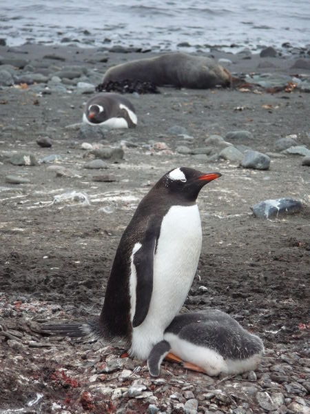 Gentoo penguin, Aitcho Islands