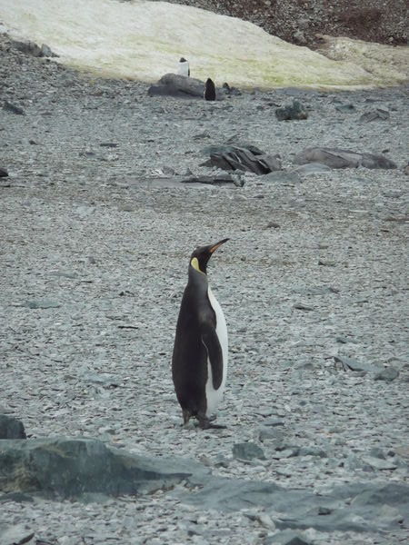 King Penguin - lost