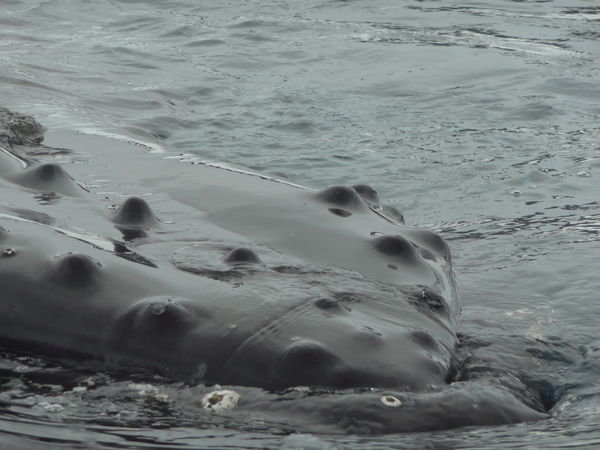 Humpback whale - so close!