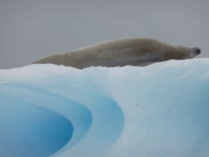 Crabeater Seal on top of Iceberg