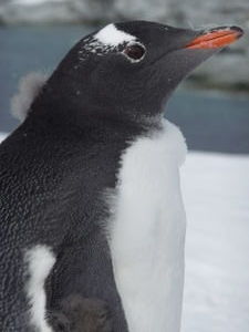 Curious penguin