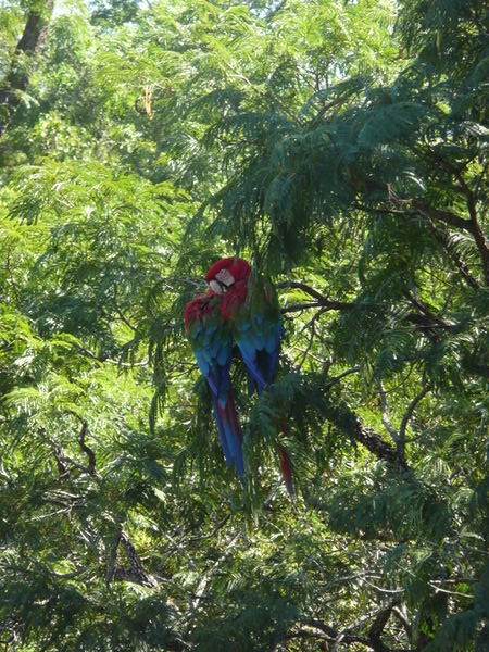 Macaws, Bonito