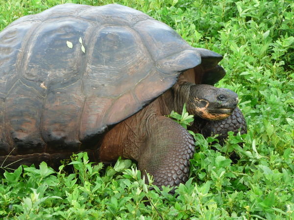 Giant turtoise