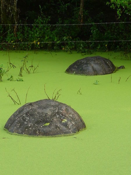 Wallowing turtles