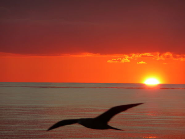 Gull and the sunset