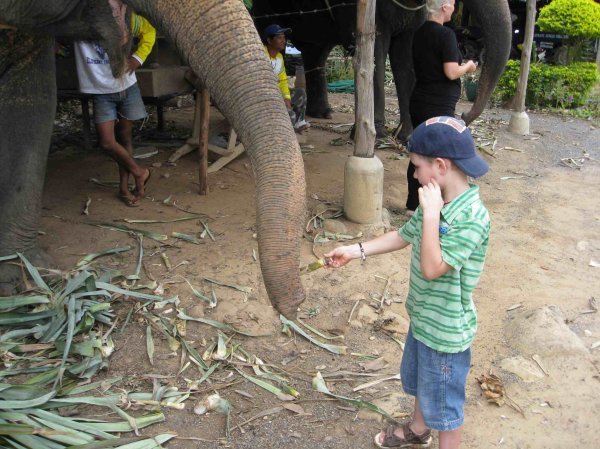 William giver elefanten mad