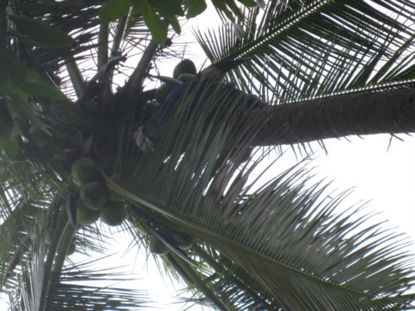 Manden i kokospalmen