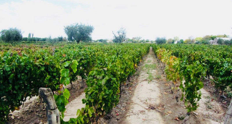 Wine vineyard 