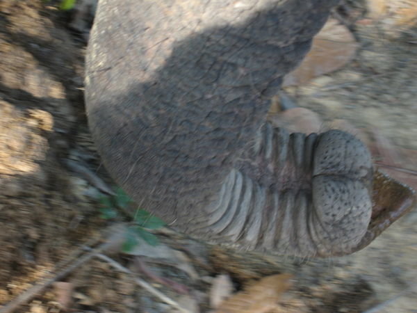 Elephant trunk 