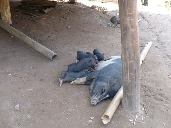 Local pigs 
