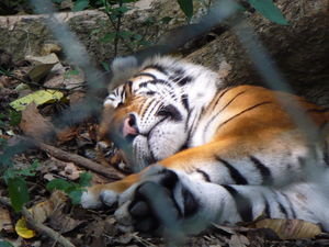 Sleeping tiger 
