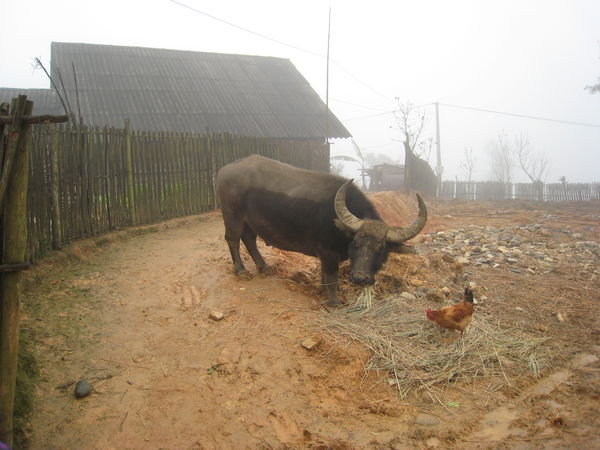 Water buffalo and a chicken