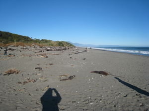 The one and only beach I went on in New Zealand