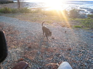 Cat at Lake Wanaka