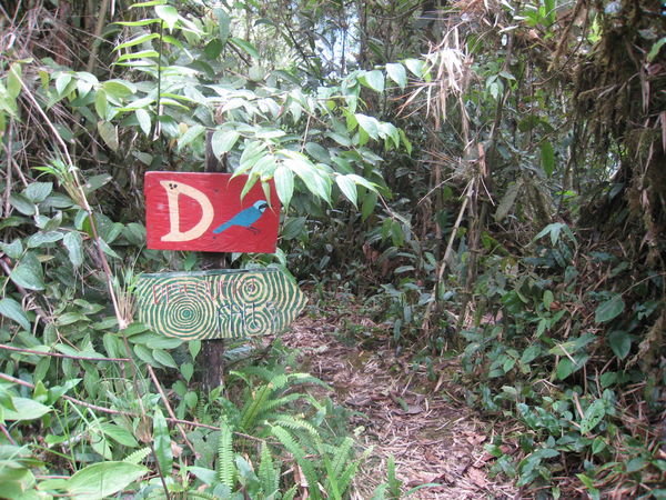 Trail D 